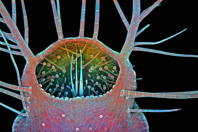 Miệng đang mở của loài cây thủy sinh humped bladderwort. Độ phóng đại 100 lần. (Nguồn: Nikon Small World 2015)