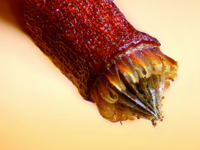 Nang bào tử rêu. (Nguồn: Nikon Small World 2015)