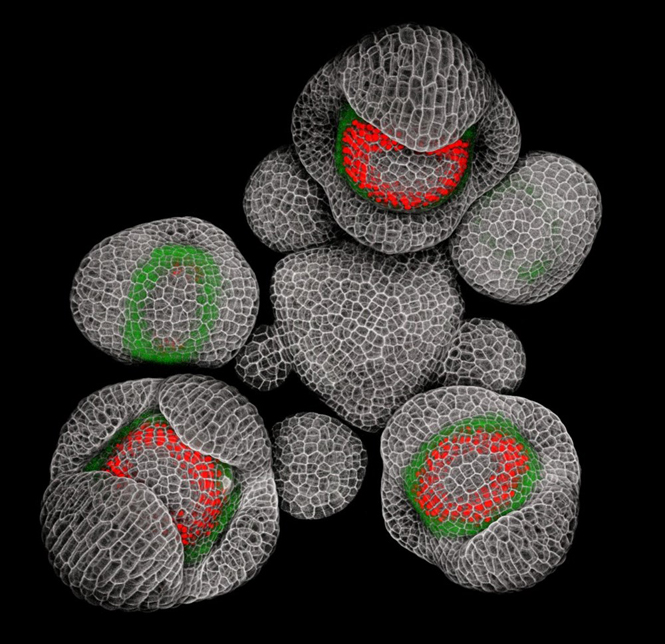 Chồi nụ của một loài thực vật. (Nguồn: Nikon Small World 2015)