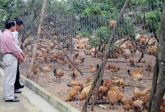 Mô hình nuôi gà giống đẻ và ấp trứng của hội viên Nguyễn Văn Hồng, Hội Nông dân xã Vạn Ninh.