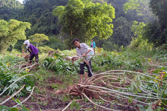  Nông dân xã Trường Sơn tích cực thu hoạch sắn nguyên liệu.
