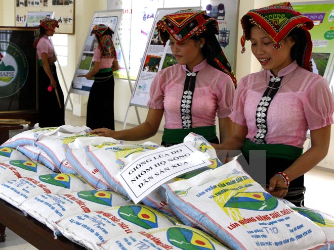 Sản phẩm hạt giống lúa, gạo năng suất, chất lượng cao được sản xuất ở Yên Bái. (Ảnh: Đình Huệ/TTXVN)