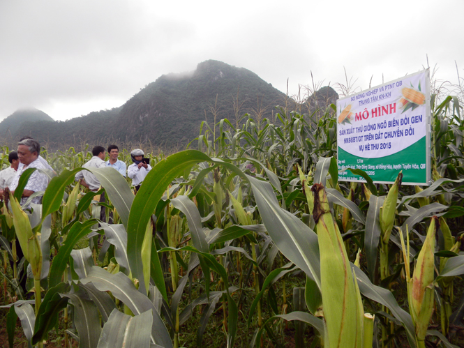 Nông dân xã Đồng Hoá, huyện Tuyên Hoá đưa giống ngô chất lượng cao vào thay thế giống ngô kém chất lượng trước đây.