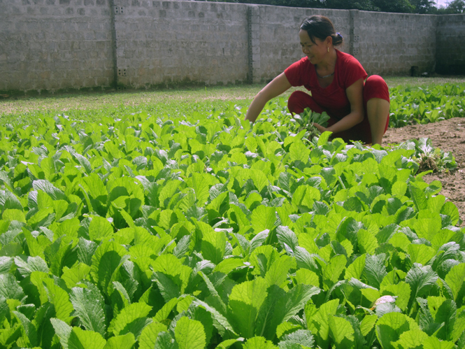 Gia đình ông Hoàng Xuân Lương (Hoàn Trạch, huyện Bố Trạch) có thêm nguồn thu nhập từ rau an toàn nhờ bón phân được xử lý qua hầm biogas.