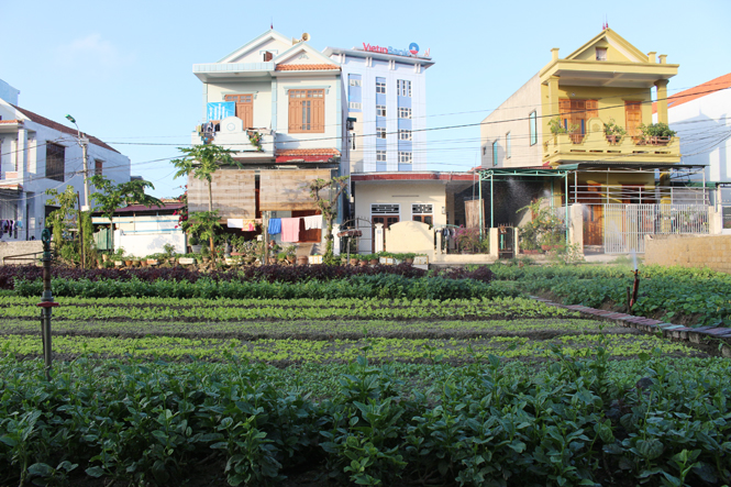Dù là phố, trong lòng Đồng Phú vẫn còn những làng lúa, làng rau.