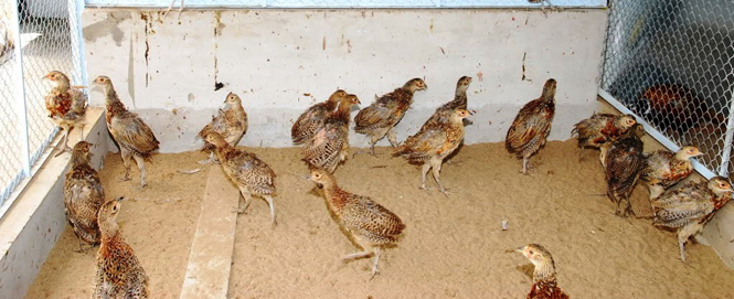 Ảnh 5 : Nuôi chim trĩ đem lại thu nhập cao và có thị trường ổn định.