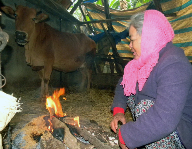 Một hộ dân ở xã Xuân Ninh, huyện Quảng Ninh quấn bạt che chắn và đốt lửa để sưởi ấm cho gia súc.   