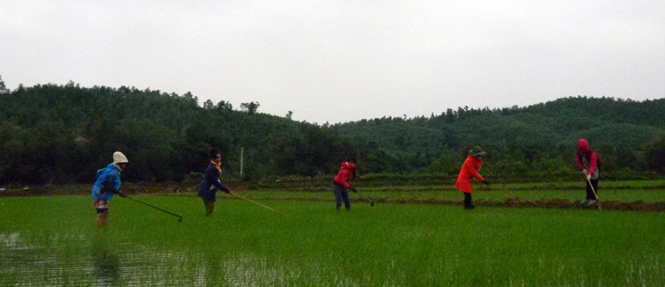 Mặc dù trời rét đậm nhưng nhiều hộ dân bản Khe Dây, xã Trường Xuân (huyện Quảng Ninh) vẫn ra đồng dặm lúa cho kịp khung lịch thời vụ.