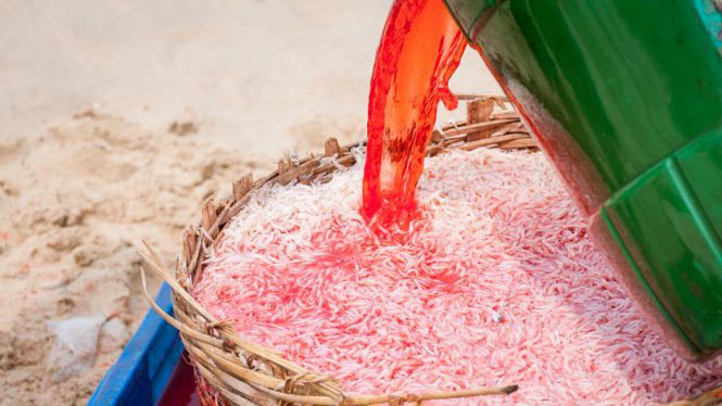 Ngư dân Phú Yên đang nhuộm đỏ con ruốc - Ảnh: Lê My