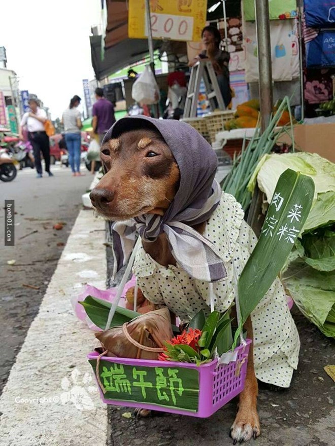 Chú chó này bán rất nhiều loại hoa quả khác nhau, tùy theo mùa. Vào mùa Hè, chú chó Xiaopi đội vỏ dưa và bán hoa quả, giống như một bà bán hàng rong trên phố. (Nguồn: CCTVNews)