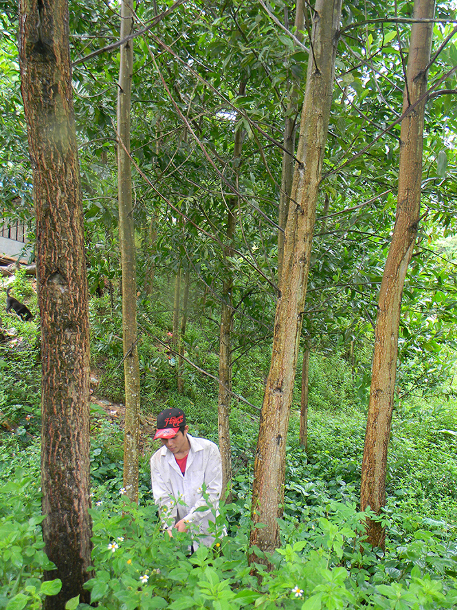 Trồng rừng là thế mạnh phát triển kinh tế của người dân xã Thái Thủy.