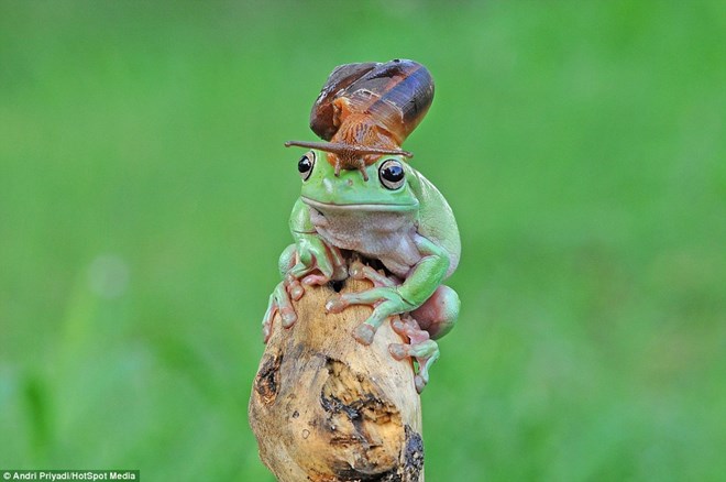Con ốc sên bằng cách nào đó đã bò lên đầu chú ếch. (Nguồn: Daily Mail)