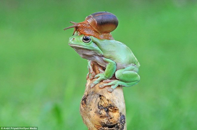  Con ếch tỏ ra khá bối rối. (Nguồn: Daily Mail)