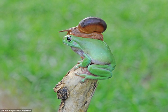  Sau khi bò lên đầu đối phương, con ốc sên lại bò dần ra phía mũi của chú ếch. (Nguồn: Daily Mail)