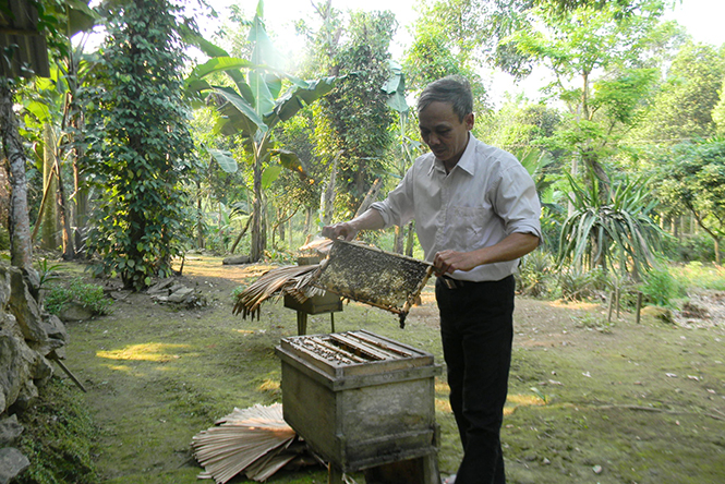 Các hộ gia đình tham gia chuỗi liên kết nuôi ong sẽ được tập huấn, chuyển giao kỹ thuật nuôi hiện đại.