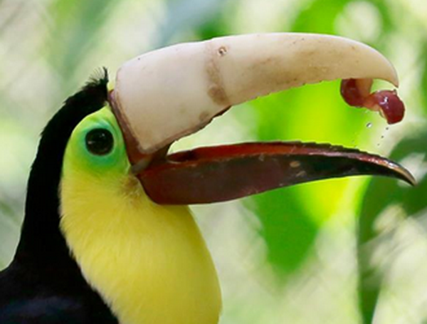 Các nhà động vật học cho biết, thông qua hình ảnh mới của chú chim Toucan họ muốn nhắc nhở mọi người tránh làm tổn thương các loài động vật hoang dã. (Nguồn: CCTV)