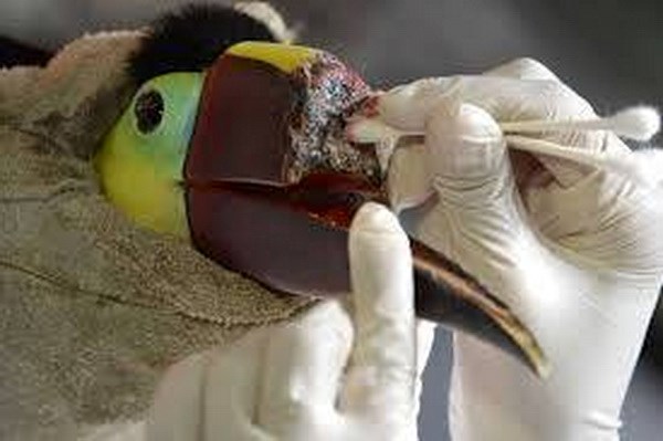 Con chim Toucan đau đớn sau khi bị vỡ mỏ. (Nguồn: CCTV)