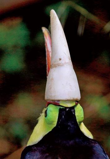 Các nhà động vật học cho biết, thông qua hình ảnh mới của chú chim Toucan họ muốn nhắc nhở mọi người tránh làm tổn thương các loài động vật hoang dã. (Nguồn: CCTV)