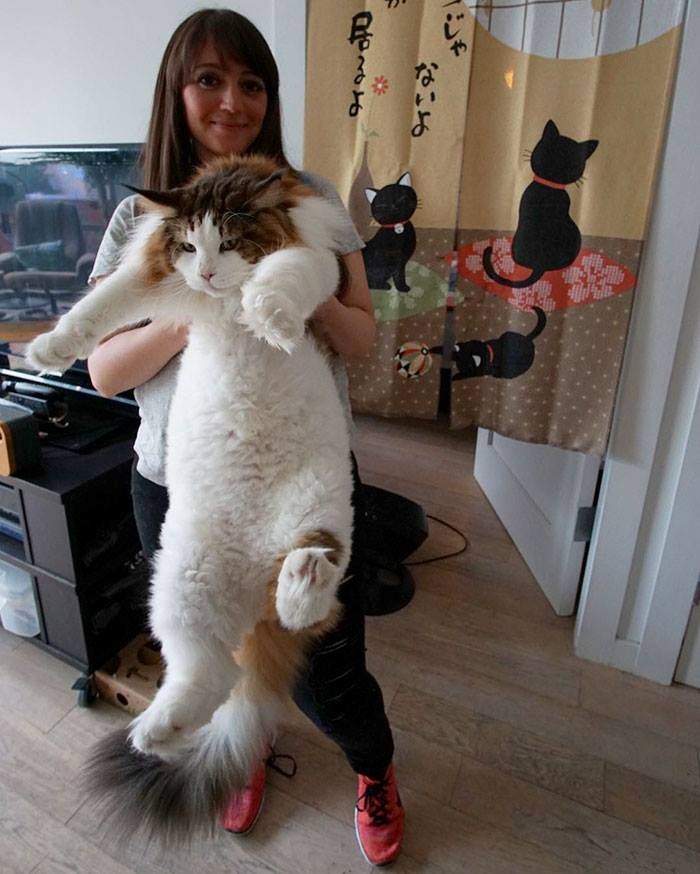 Chú mèo Samon, chú mèo lớn nhất New York (Mỹ) và sắp tới có thể là lớn nhất thế giới. (Nguồn: CCTVNews)