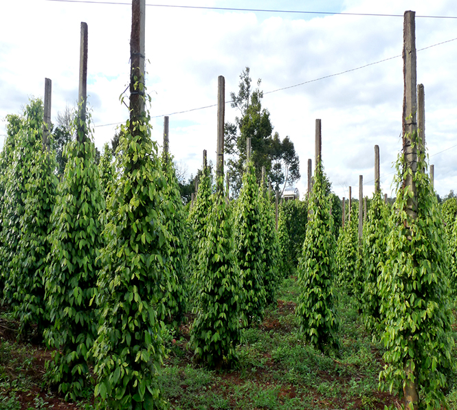 Vườn tiêu ở vùng đất Tây Nguyên.                Ảnh: P.V