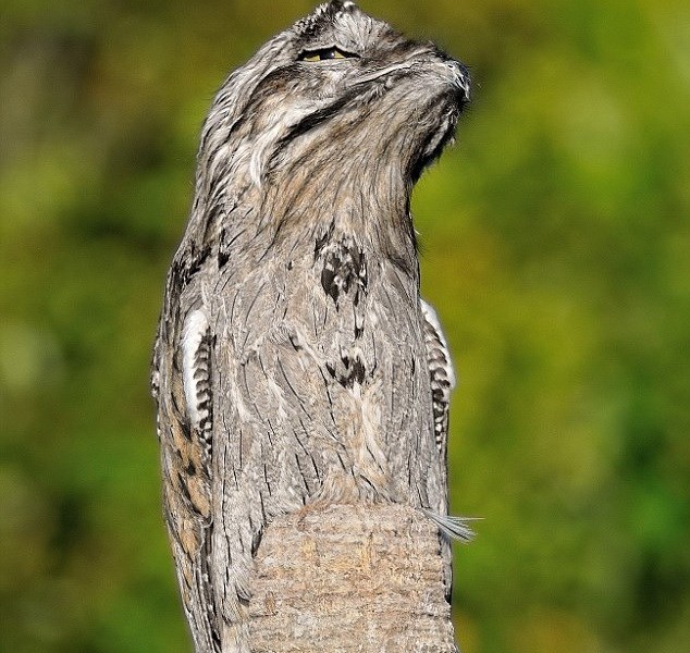 Con chim potoo đậu trên gốc cây khô. (Nguồn: Daily Mail)
