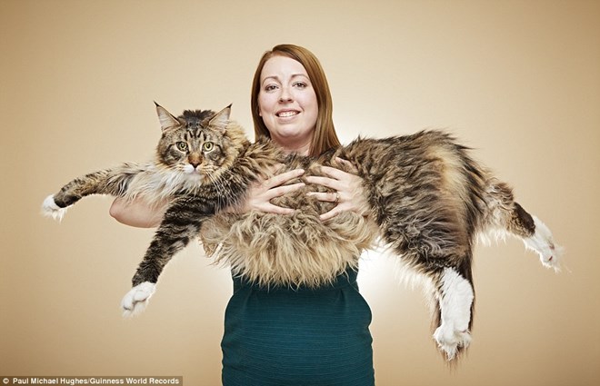 Chú mèo Ludo (3 tuổi) thuộc giống lông dài Maine Coon của Mỹ, được cặp đôi Kelsey và Mathew Gill đến từ Anh nhận nuôi. Ludo hiện đã vô cùng to lớn với cân nặng hơn 11,1kg và dài 1,14 mét.