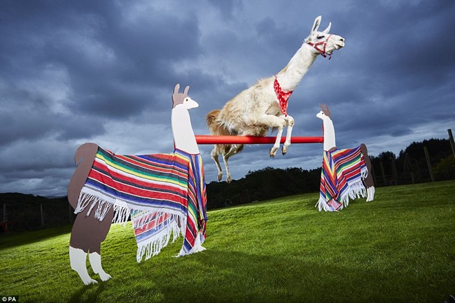  Con lạc đà không bướu nhảy cao nhất thế giới. Danh hiệu trên thuộc về chú lạc đà ở Porthmadog, North Wales. Nó đã chinh phục mức xà hơn 1m.