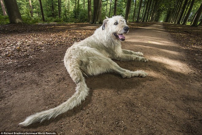  Chú chó Keon sở hữu cái đuôi dài nhất thế giới. Keon hiện đang sống với người chủ mình là ông Ilse Loodts, 46 tuổi, ở Westerlo, Bỉ.