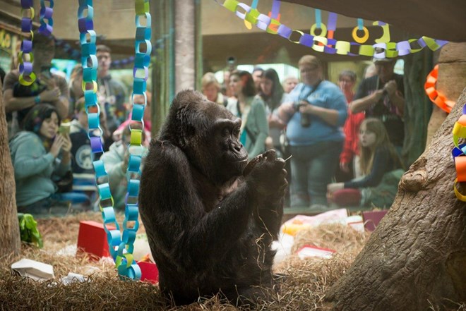  Colo trong buổi lễ sinh nhật hồi năm 2015. (Nguồn: Columbus Zoo and Aquarium)