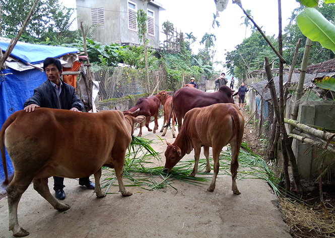 Nhờ nguồn vốn Quỹ HTND, người dân ở huyện Tuyên Hóa đẩy mạnh phát triển chăn nuôi bò lai.