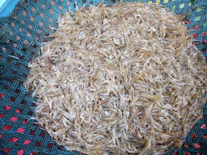  Để làm nhút tép ngon, phải lựa loại tép đồng thật đều, tươi.