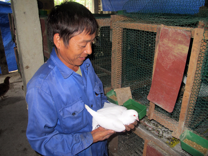 Mô hình nuôi bồ câu lai, góp phần giảm nghèo ở xã Hồng Hóa (huyện Minh Hóa).