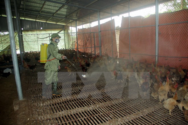 (Ảnh minh họa: Quang Cường/TTXVN)
