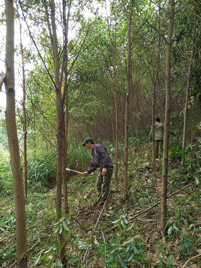 Anh Đinh Thanh Hiên (Hóa Phúc, Minh Hóa) đang tỉa thưa rừng kinh tế sang rừng gỗ lớn.