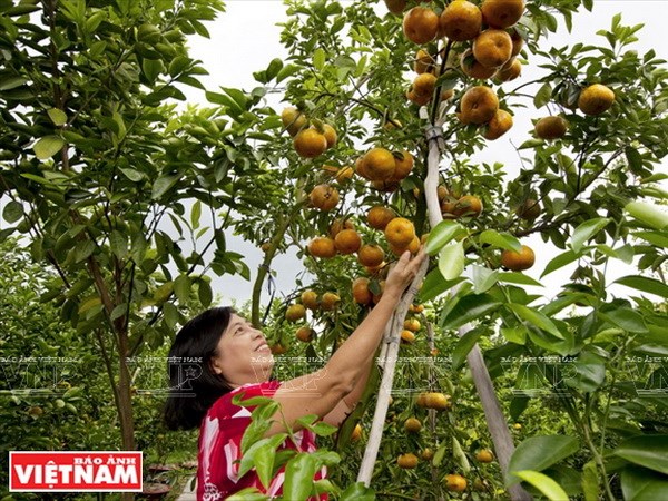 Ảnh minh họa. (Nguồn: Kim Phương/Báo ảnh Việt Nam)