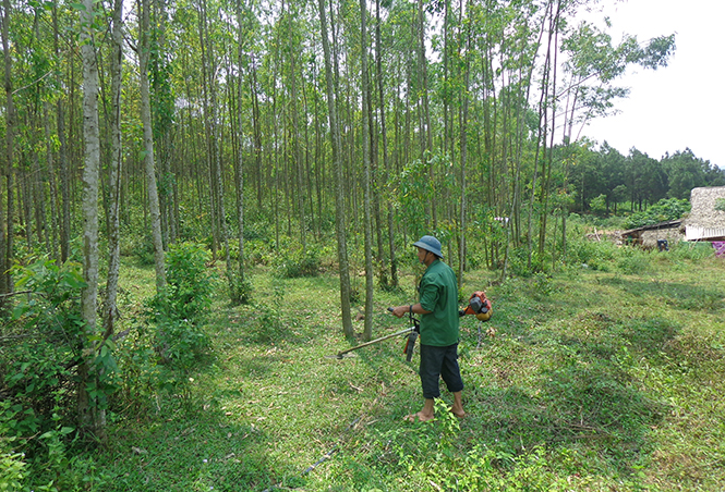 Nhờ trồng rừng kinh tế, nhiều hộ dân ở xóm Trầm đã trở nên khấm khá.
