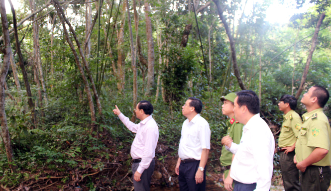 Đồng chí Lê Minh Ngân, Tỉnh ủy viên, Phó Chủ tịch UBND tỉnh, kiểm tra rừng tại khu vực VQG PN-KB.