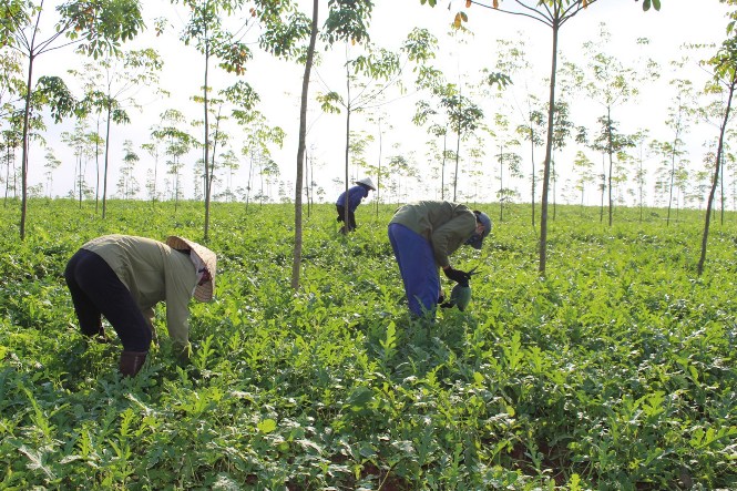 Mô hình trồng dưa hấu mang lại thu nhập cao cho nhiều hội viên phụ nữ ở huyện Bố Trạch