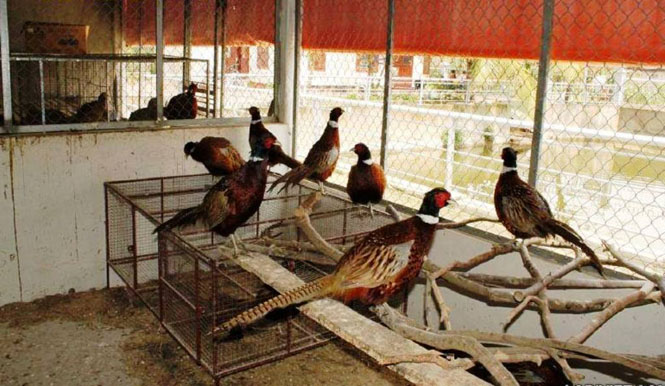 Việc chăn nuôi chim Trĩ thương phẩm là hướng đi mới, góp phần chuyển dịch cơ cấu nông nghiệp ở tỉnh ta
