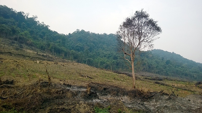 Một diện tích rừng ven đường Hồ Chí Minh nhánh đông, bị đốt để trồng rừng.