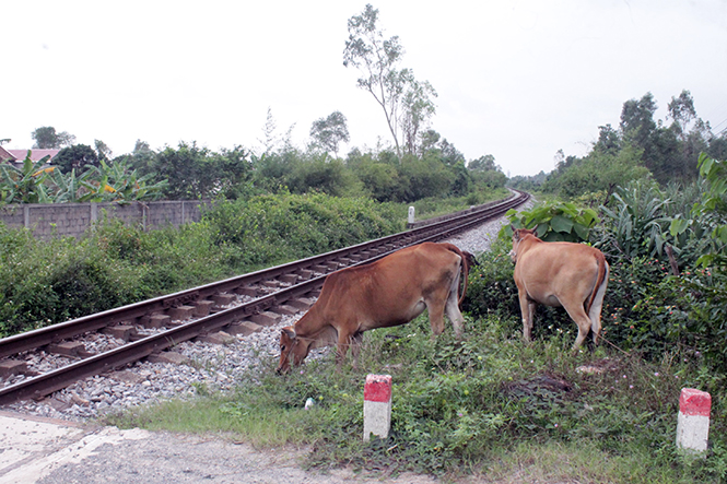 Nhiều người dân chăn thả trâu bò gần tuyến đường sắt, tiềm ẩn nguy cơ gây tai nạn.