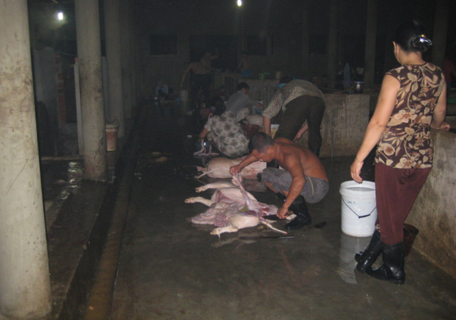 Cơ sở giết mổ gia súc tập trung đóng tại phường Bắc Nghĩa (Đồng Hới) cam kết không sử dụng thuốc an thần đối với gia súc trước khi giết mổ.