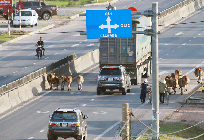 Tình trạng trâu bò “lưu thông” cùng phương tiện giao thông trên Quốc lộ 1A (đoạn qua thị xã Ba Đồn) rất dễ xảy ra tai nạn. Ảnh: Tiến Hành