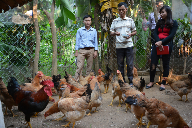 Mô hình nuôi gà nâng cao thu nhập cho người dân xã Xuân Trạch (huyện Bố Trạch).
