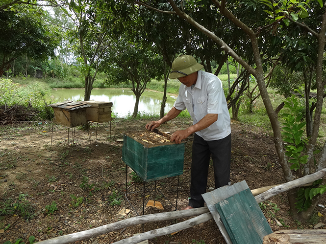 Phong trào “CCB giúp nhau xóa đói, giảm nghèo làm kinh tế giỏi” luôn được các cấp Hội CCB tỉnh ta quan tâm đẩy mạnh.