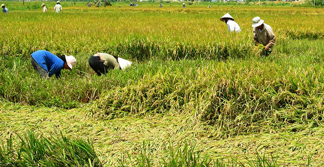 Nông dân thị xã Ba Đồn tập trung sản xuất các giống lúa ngắn ngày và cực ngắn để kịp thu hoạch trước mùa mưa lũ.