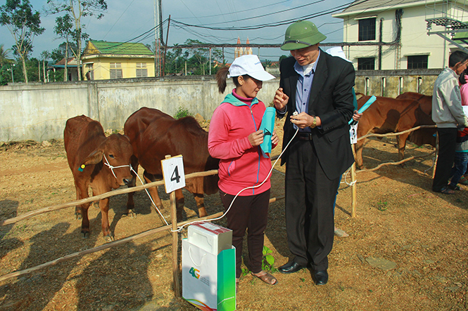  Đại diện Ban Thường trực Ủy ban MTTQVN tỉnh trao bò cho các hộ dân.