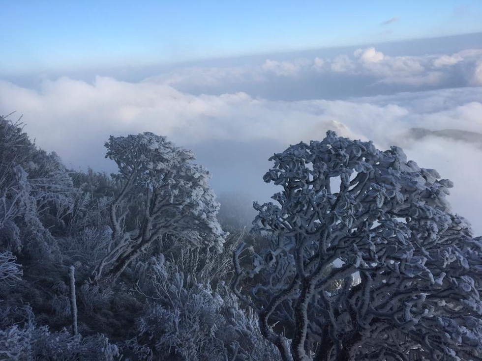  Khung cảnh đẹp mắt khi mưa tuyết phủ trắng đỉnh Fansipan (Sa Pa, Lào Cai) - Ảnh: ĐỨC CHINH