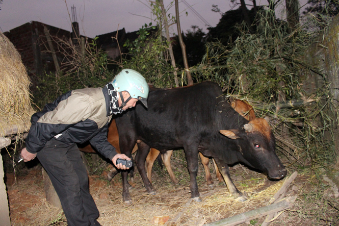 Cán bộ thú y xã Sơn Trạch (huyện Bố Trạch) đang kiểm tra mức độ bị bệnh ở đàn bò ở thôn Cù Lạc 1.