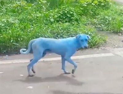  Chó Ấn Độ có lông chuyển màu xanh